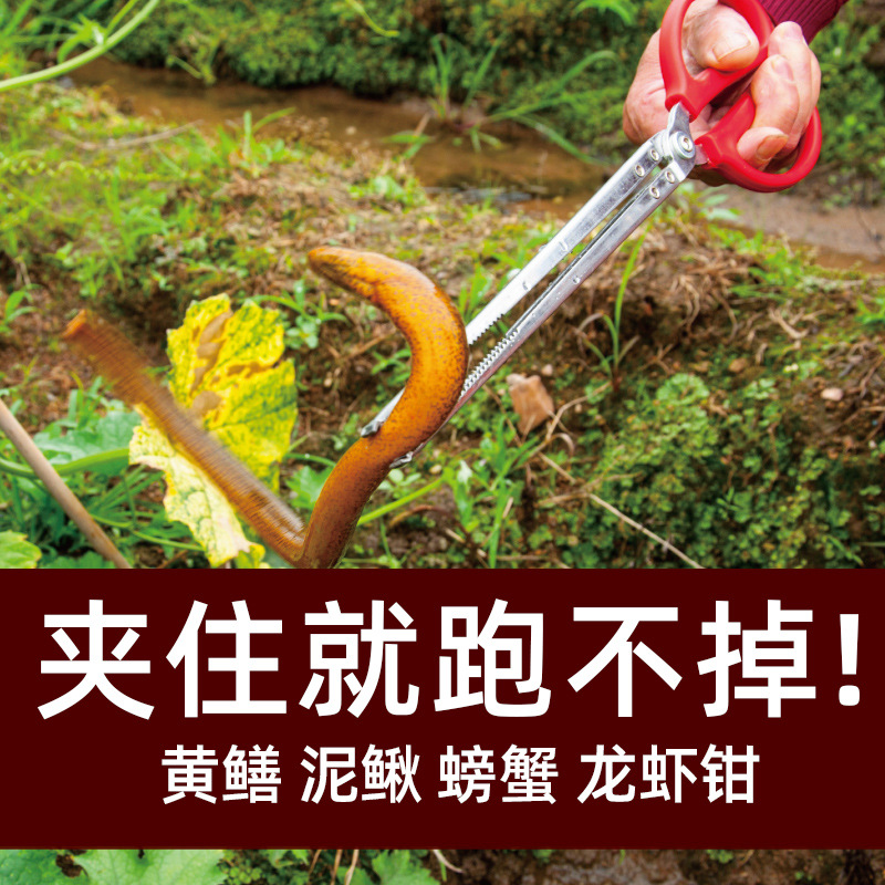 Monopterus albus clip eel clamp fish control loach crab lobster clamp catch catch catch catch catch catch catch catch catch catch catch catch catch catch catch catch catch catch catch catch catch catch catch catch catch catch catch catch catch catch catch catch catch catch catch