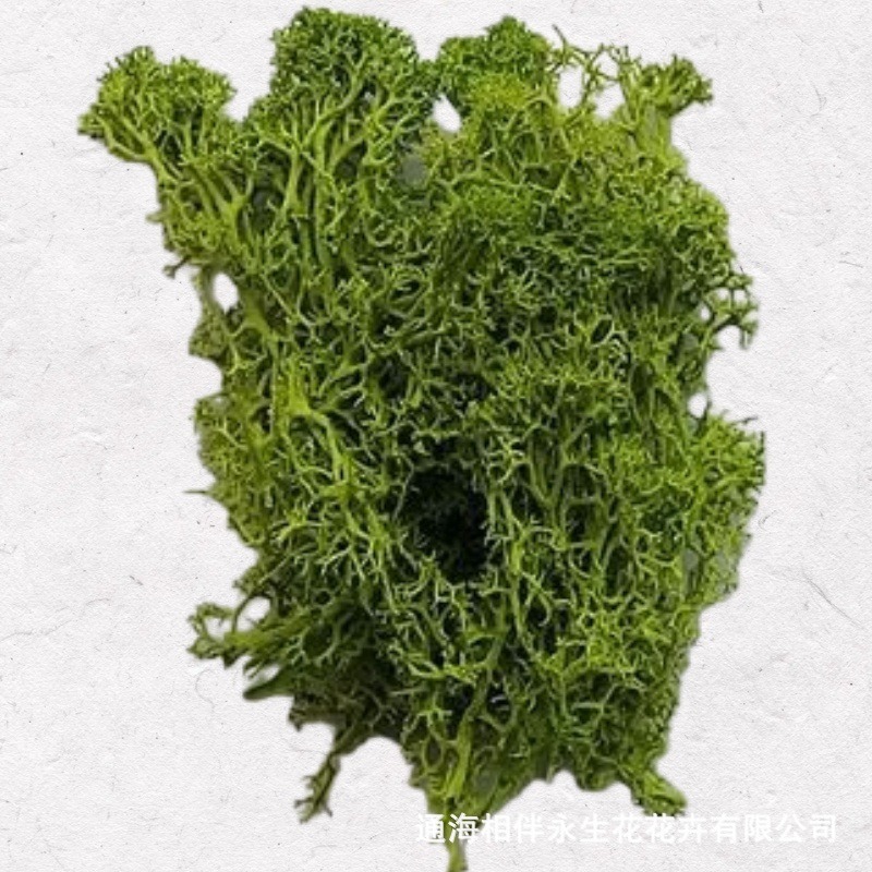 Deep green·Eternal moss