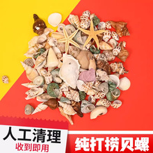 天然贝壳海螺海星鱼缸造景手工diy打孔漂流瓶装饰卷贝鱼寄居蟹壳