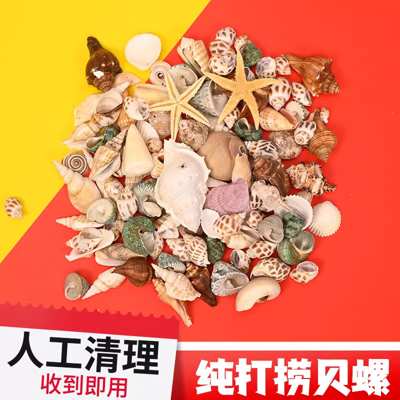 天然贝壳海螺海星鱼缸造景手工diy打孔漂流瓶装饰卷贝鱼寄居蟹壳