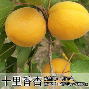 �˶��Ә���޽����������������ӹ����箔��Y���ϱ������ԷNֲ