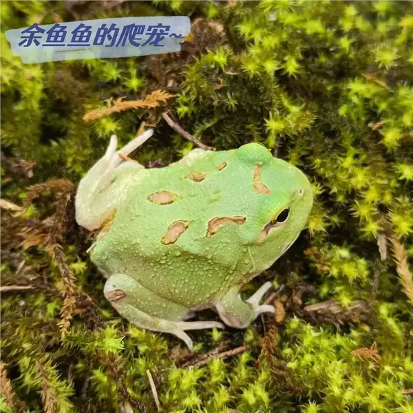 [淘汰宇角治角蛙2-3cm不建议]