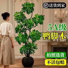造型鸭脚木客厅大盆栽鸭掌木鹅掌柴室内落地式大型绿植物四季常青