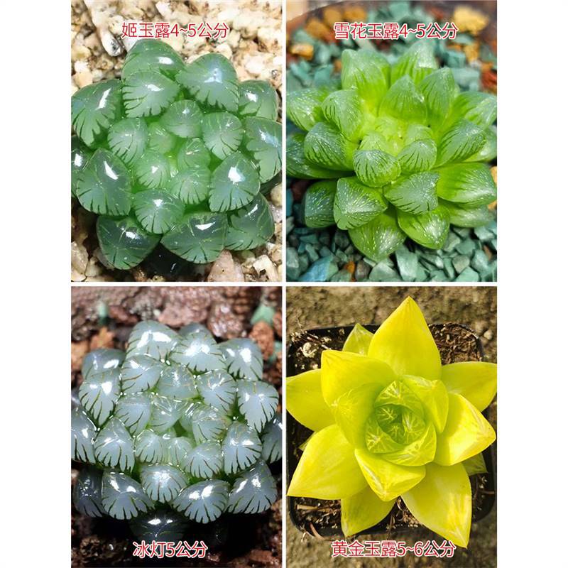 눈꽃+얼음등+지유루+금