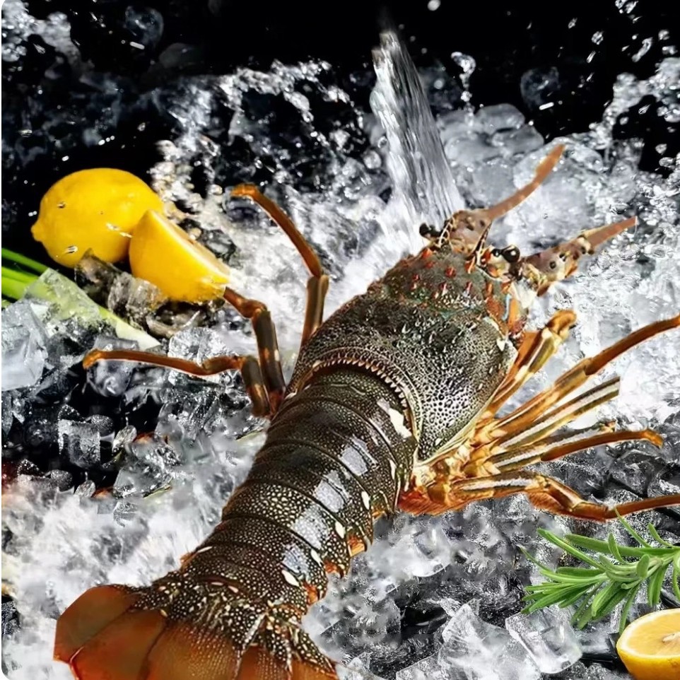 小青龙越南生冻小青龙大龙虾大海虾海鲜冷冻水产农产品餐饮批发
