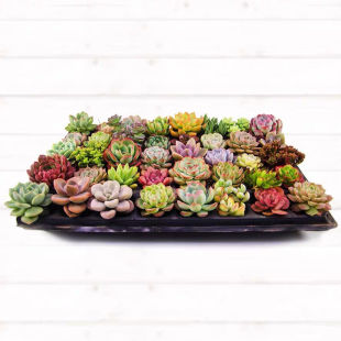 ���l�����������Ծ�Ʒ�M��diy���w���ܰl���̨�҃ȶ���һ�����l