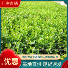 �Y��������l �Ԯa���N�Y����  Ʒ�N�Rȫ���^�쾰���̾G����