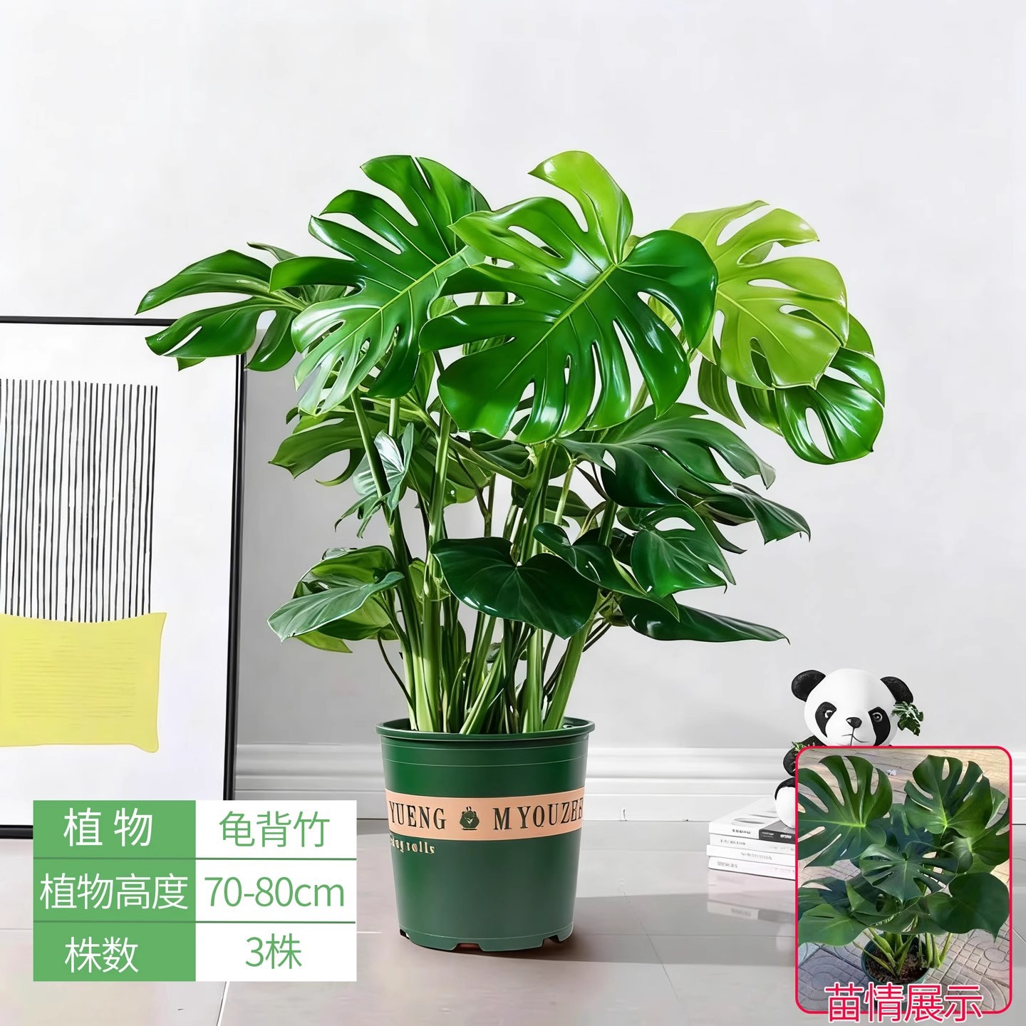 Monstera deliciosa 70-80cm [gallon pot]
