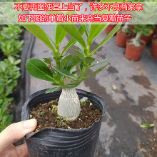 沙漠玫瑰苗重瓣带花苞老桩小盆栽花卉四季开花好养耐旱懒人绿植