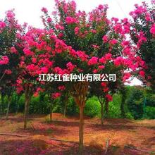 ����ֱ�N ��ޱС�����l ��t����ޱ �t��� ���ռtС����������