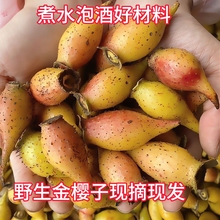 野生新鲜金樱子刺梨果新鲜摘刺梨鲜果湖南特产糖罐子干泡酒榨汁