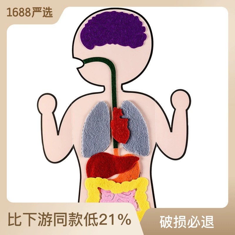 Набор для творчества из нетканого материала для детей: сделай сам — изучение внутренних органов человека, развивающие пособия, популярная обучающая игрушка.