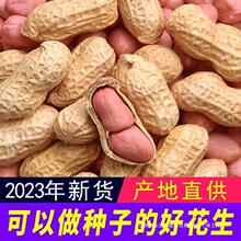 高产晒干斤炒熟薄壳2023年粉种子5红皮花生米新鲜原味生花生带壳