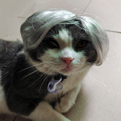 New Pet Wig Silver Cat Cai Xukun Center Part Headset Cai Xukun Hairstyle Dog Headwear iKun Same Version
