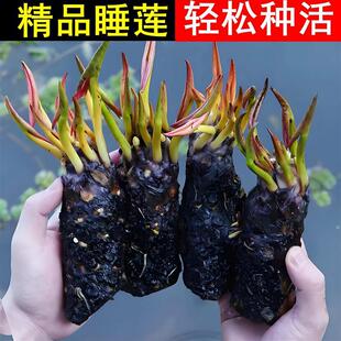 Water Lily Root Block Hydroponic Flower Pond Small River Water Tank Summer Blooming Outdoor Potted Easy-To-Grow Water Culture Flower Plant
