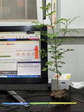 对节白蜡造型小盆景黄杨老桩柏树真柏鱼送礼品精品盆景阳台办公室