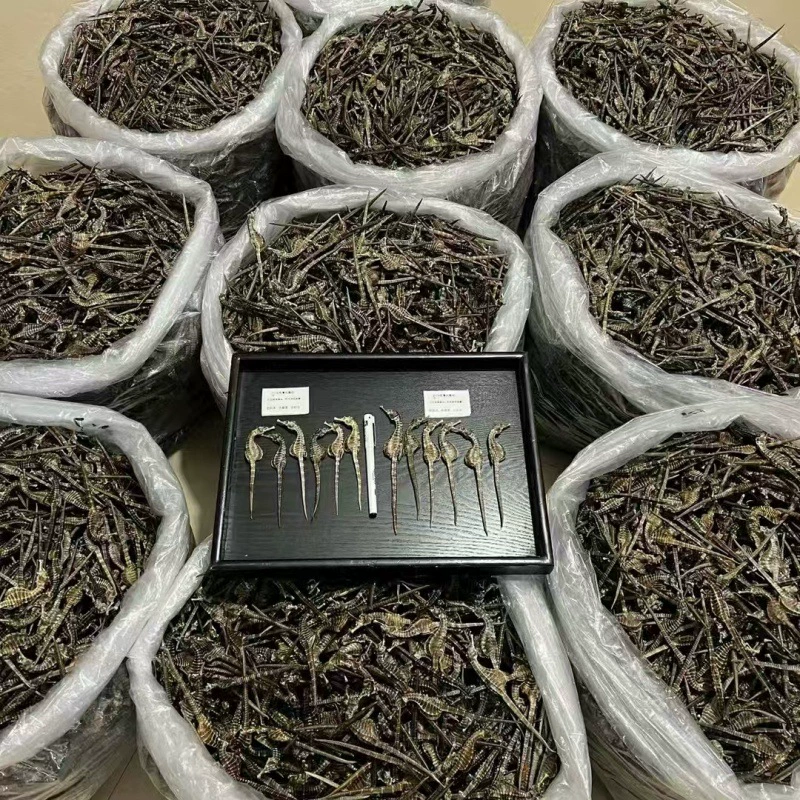 Прослеживая происхождение гиппокампа Сухая культура гиппокампа