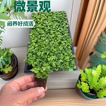 微景观绿云蕨密叶水培蕨类植物耐阴客厅室内外垂吊好养活四季常绿