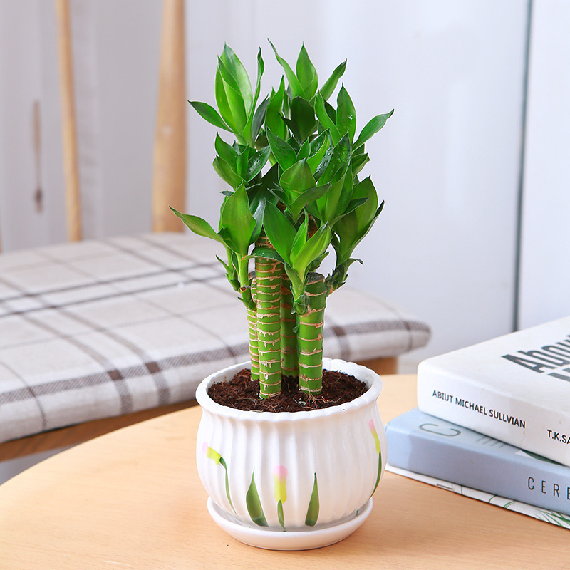 [인기 판매 토양 재배] 엄선된 연꽃 대나무(튤립 세라믹 화분)에 영양액이 포함되어 있습니다.