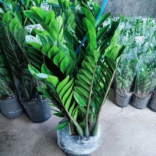 ���X�����ԓu�X�仨��lؔ�仨���҃ȾGֲ�͏d�k���������辰���B