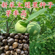 ���Ĺڹ��N�ӡ��Ĺڻ��N���ļ��׻��ͺ��ͺ�ͥԺ���@ֲ��N�Ӵ��l