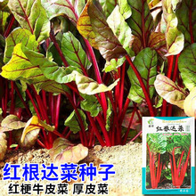 红甜菜种子红根达菜种子种厚皮菜红梗牛皮菜种籽籽种蔬菜种子公司