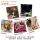 Yite Pet Dog Toy Puppy Molar Bite-resistant Snacks Puppy Golden Retriever Dog Large Dog Dog Gum