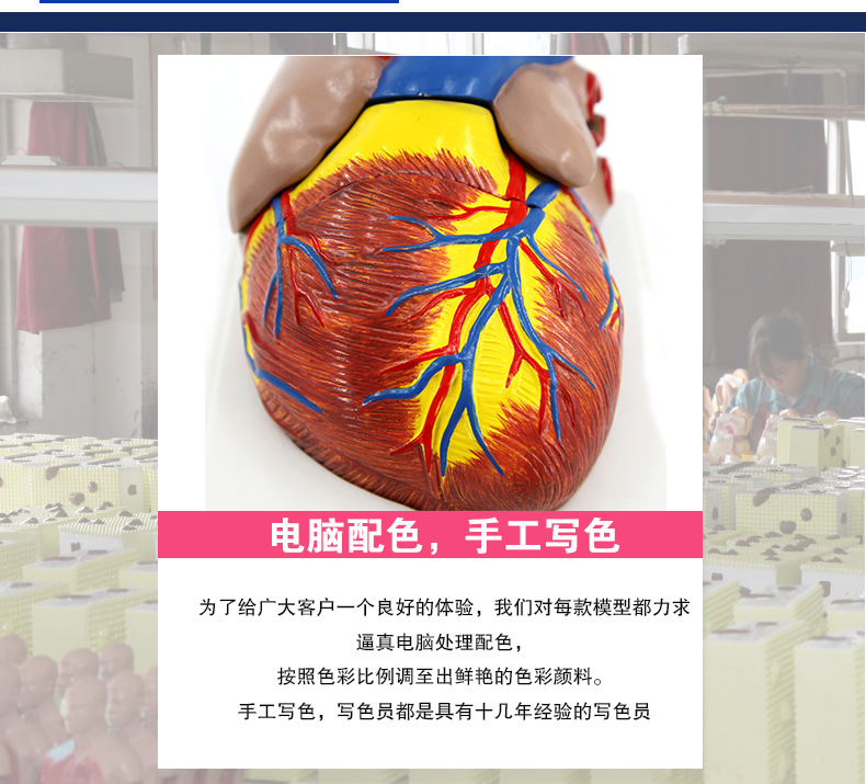 心脏解剖模型_03.jpg