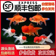 狮子头冷水活鱼招财鱼苗鸿运鹤顶红当头淡水观赏鱼金鱼耐活好养
