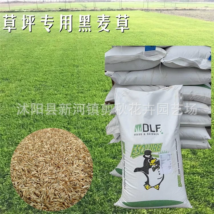 Синяя Этикетка Джентльмен Райграсс Семян Газон Семян Трава Семян Вечнозеленый Все Сезоны Озеленение Защита Наклона Райграсс Газон Семян