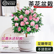 �軨���Ի��ڎ����������������׻��ļ�ɽ�軨������������B�ͺ�