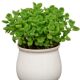 Bumper Potted Mint Edible Green Plants Repel Mosquitoes and Refresh Rosemary Succulent Plants Florals Purify the Air