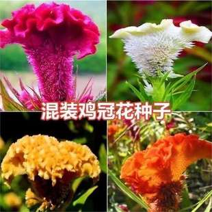 ���⻨�N�Ӵ��u�ڻ��ͺ���ꎻ���ͥԺ���ܷN���ļ��_���׻��