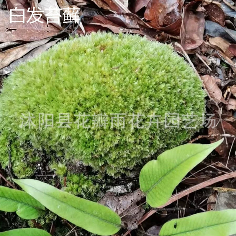 Оптовая продажа мох маленький живой Серый мох свежий большой Серый мох увлажняющий зеленый завод Бонсай тротуар декоративный дерн