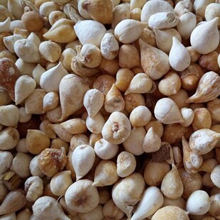 ��ș�Ĺ�ȹ�500�� �״ȹ� ��ȹ� �״Ĺ�