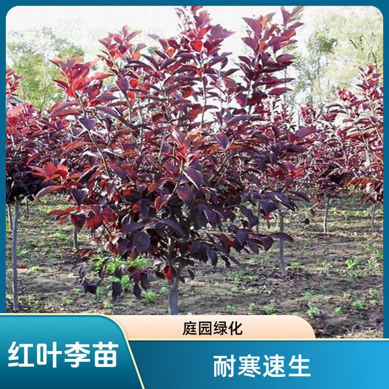 红叶李紫叶李树苗工程速生绿化苗木紫叶李小苗耐寒庭院园林行道树