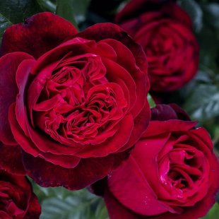 Dropshipping Admiral Rose Seedlings Large-Flowered Fragrant Roses All Year Round Balcony Courtyard Potted Flowers