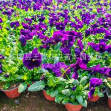 ��ɫ�������������ͺ��������⻨��������G���ͺ�ͥԺ�ļ��_��