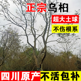 Cottonwood Saplings Sichuan Greening Project Colorful Leaf Trees Street Trees Red Leaf Trees Shrubs Cottonwood Saplings Park Large Trees