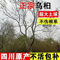Саженцы тополя Проект по зеленению Сычуани красочные листья деревья уличные деревья деревья с красными листьями кустарники саженцы тополя парк большие деревья