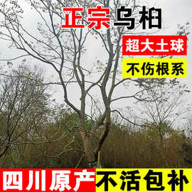 乌桕树苗四川绿化工程彩叶树行道树红叶乔木丛生乌桕苗木公园大树