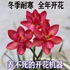 Base wholesale double -petal and rain orchid breeding ball blooming courtyard balcony potted flowers and plants are good for leeks