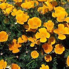 花菱种子四季种多年生宿根耐寒耐贫瘠花菱草景观花海护坡绿化庭院