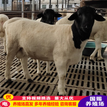 批发出售杜泊绵羊 黑头杜泊绵羊肉羊羊羔 小羊苗纯杜泊绵羊价格