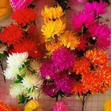 ���滨�ջ������軨�ջ��ľ���O���Ұѻ��ٺ�Ԫ���յ�����܇�^��