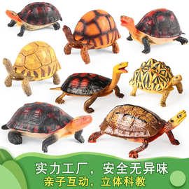 仿真爬行动物模型龟象黄缘闭壳龟安缘黄缘窄桥龟儿童科教玩具摆件