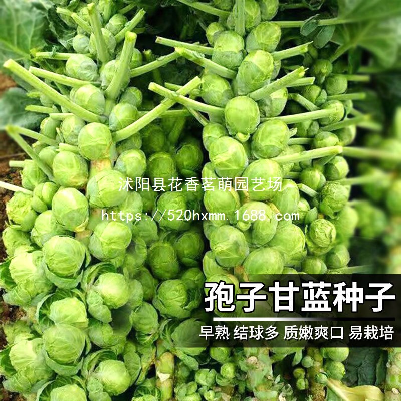 孢子甘蓝菜种子种籽卷心包心甘兰抱子蔬菜种孑四季盆栽籽苗秋冬季