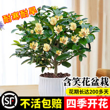 ��Ц�����Ԙ��玧���������ͻ����҃����̨ͥԺ�����ļ��_��ֲ��