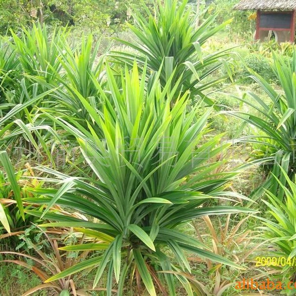 班兰香精  5公斤起订