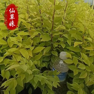 ����ͥԺ�G����ľ���~�����A���~�������ܘ����ܘ�С���ܘ���